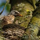 Wacholderdrossel mit Jungvogel