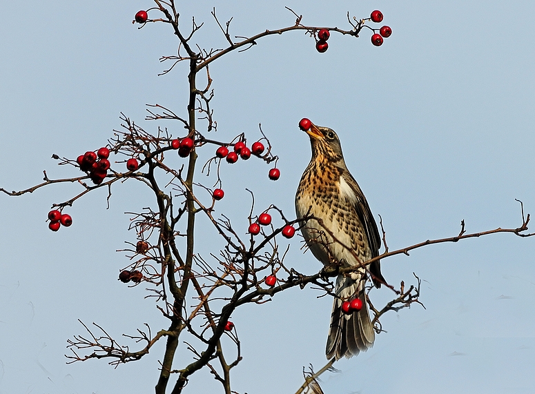 Wacholderdrossel mit roter Beere