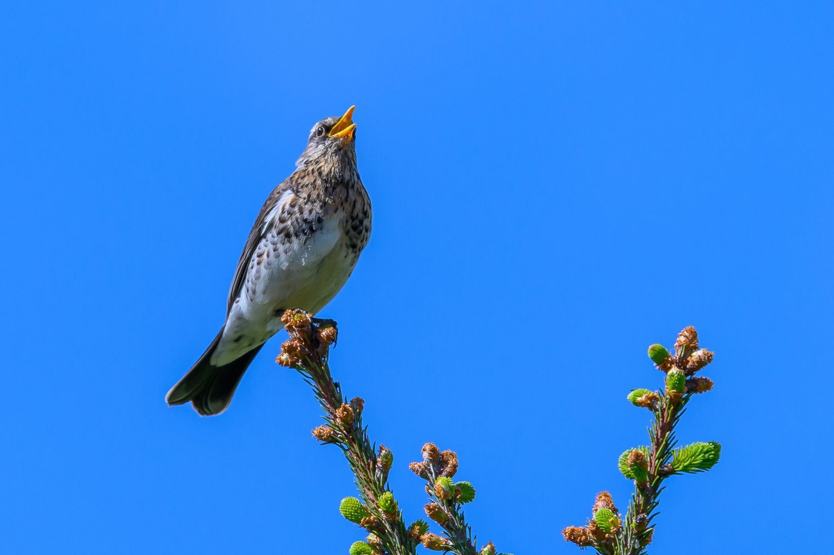 Wacholderdrossel, Stunde der Gartenvögel