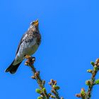 Wacholderdrossel, Stunde der Gartenvögel