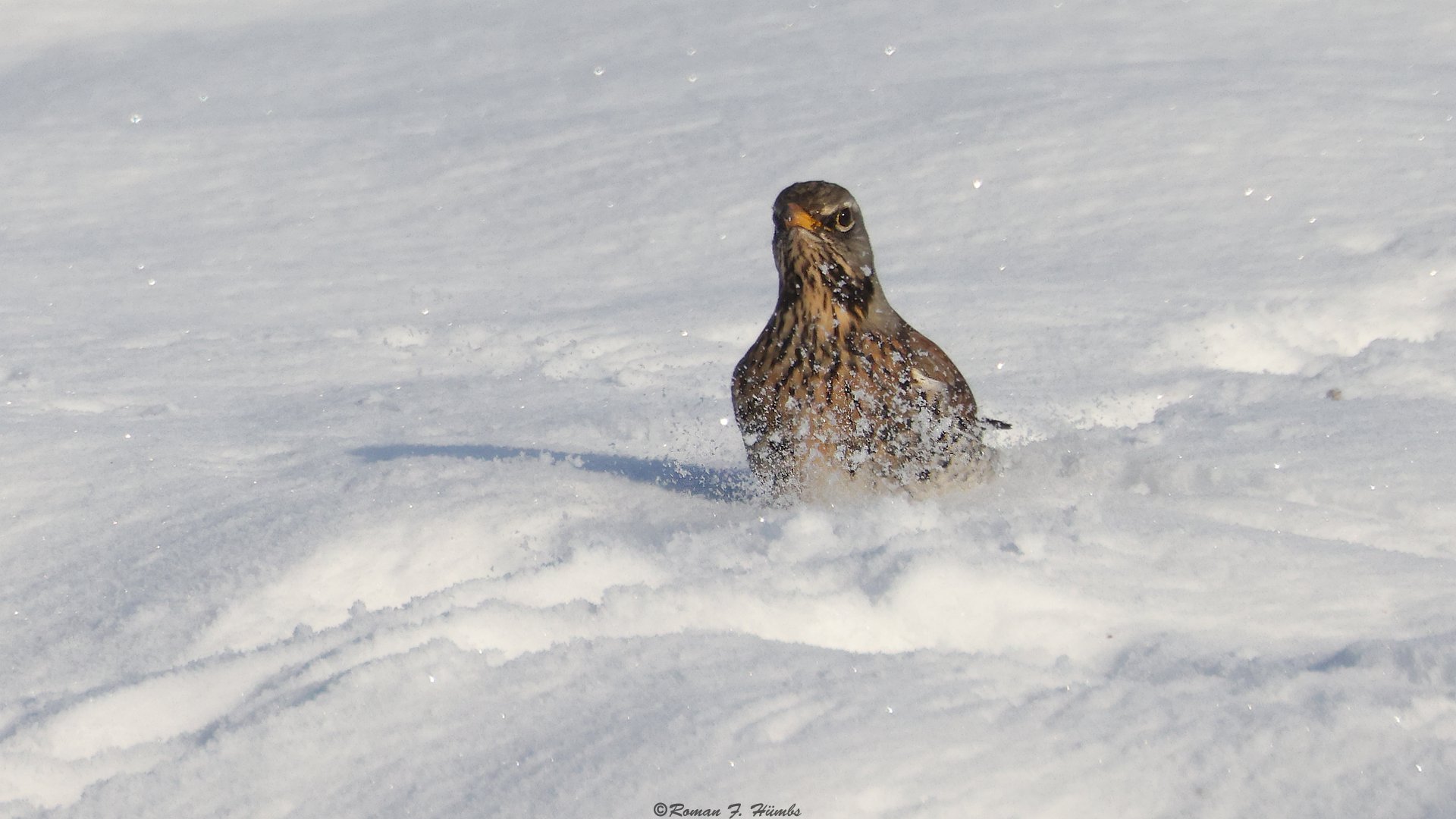 Wacholderdrossel tummelt sich im Schnee