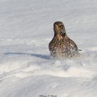 Wacholderdrossel tummelt sich im Schnee