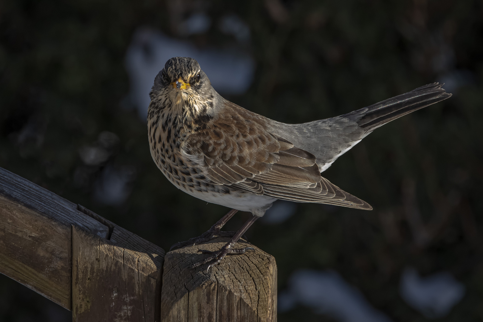  Wacholderdrossel (Turdus pilaris)