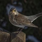  Wacholderdrossel (Turdus pilaris)