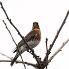 Wacholderdrossel (Turdus pilaris )