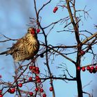 Wacholderdrossel (Turdus pilaris)