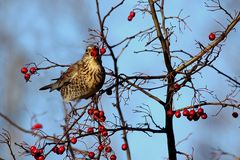 Wacholderdrossel (Turdus pilaris)