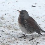 Wacholderdrossel (Turdus pilaris) (2)