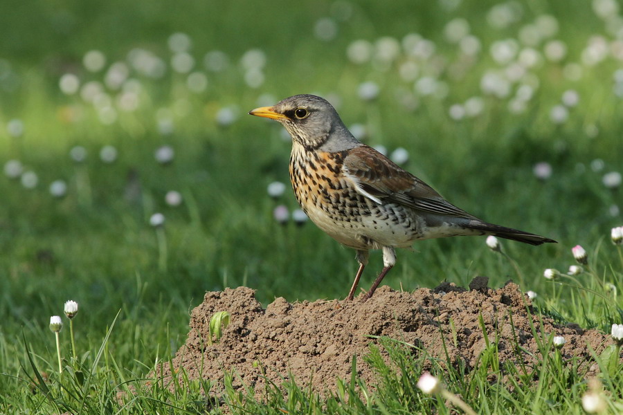 Wacholderdrossel ( Turdus pilaris ) 2