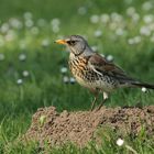 Wacholderdrossel ( Turdus pilaris ) 2