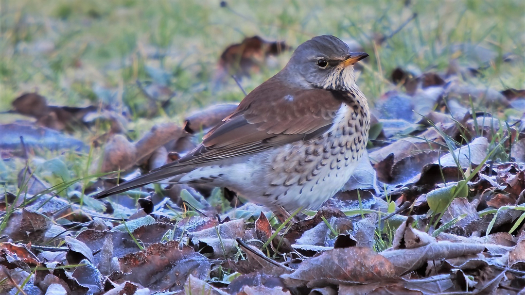 Wacholderdrossel (Turdus pilaris) 