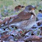 Wacholderdrossel (Turdus pilaris) 