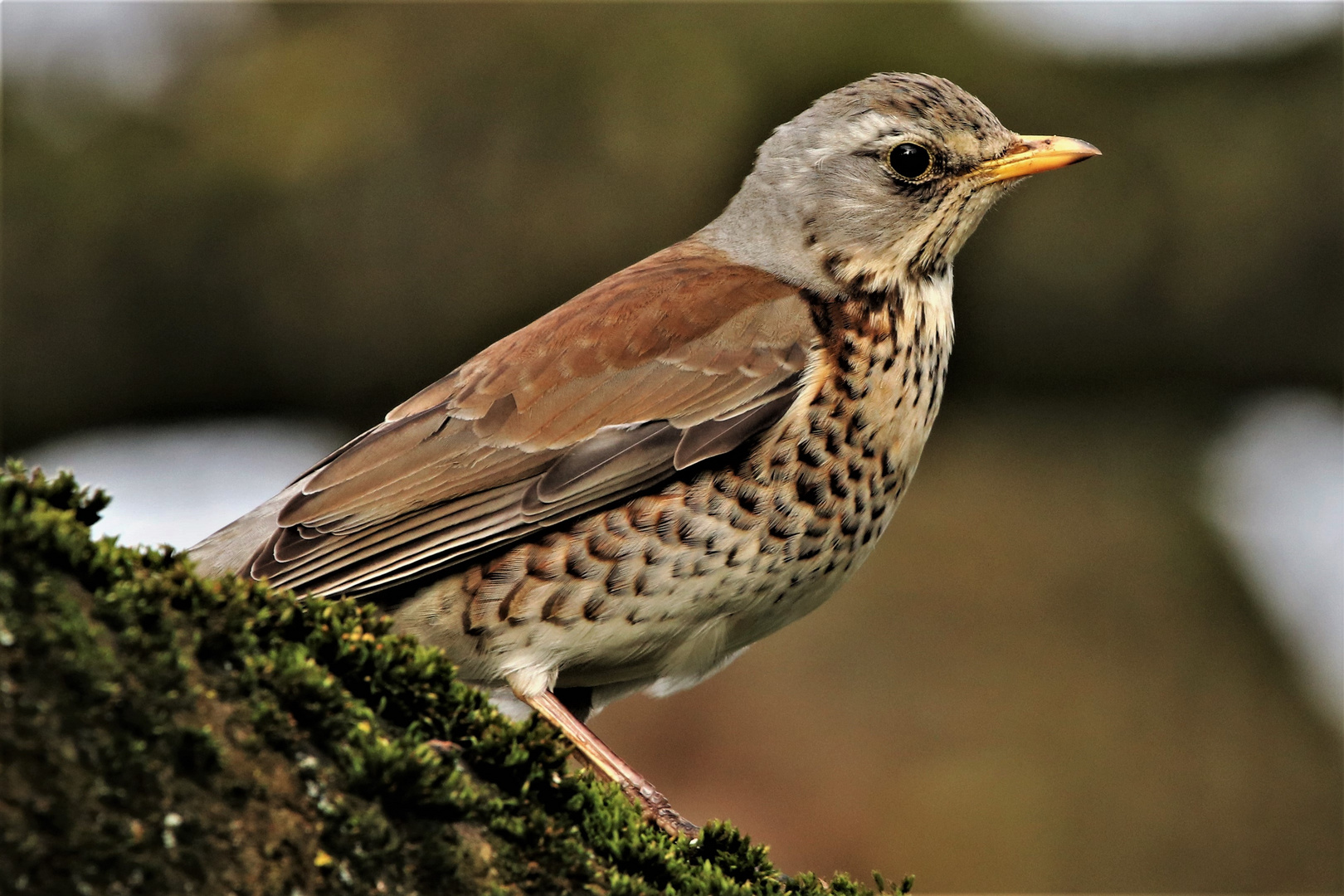 Wacholderdrossel, Turdus pilaris