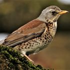 Wacholderdrossel, Turdus pilaris