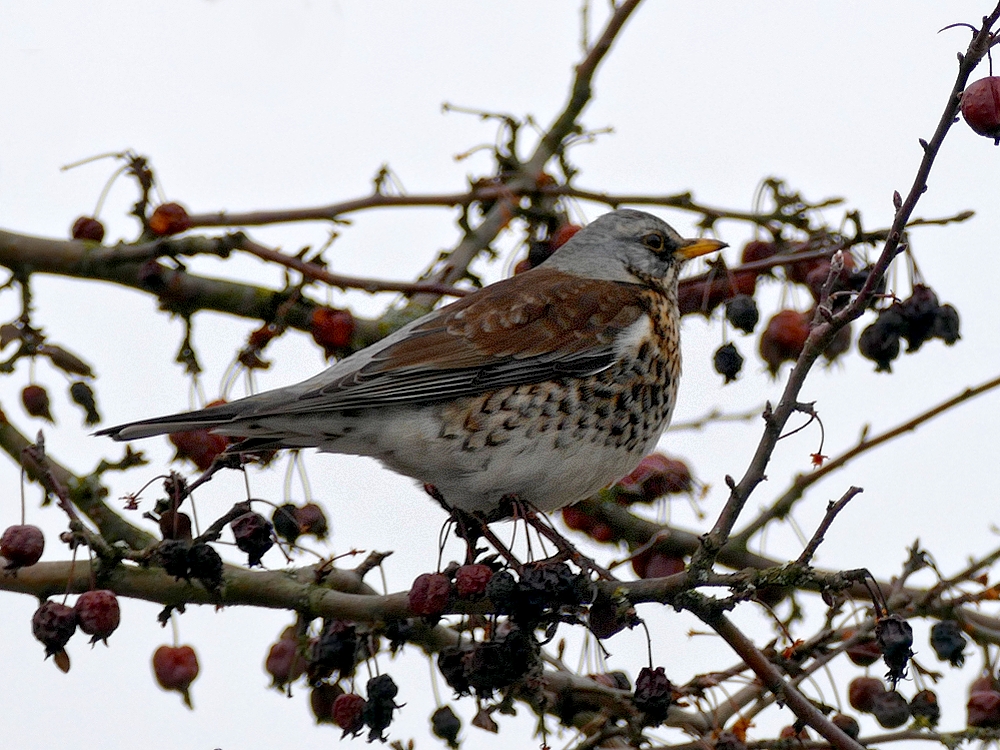 Wacholderdrossel (Turdus pilaris)