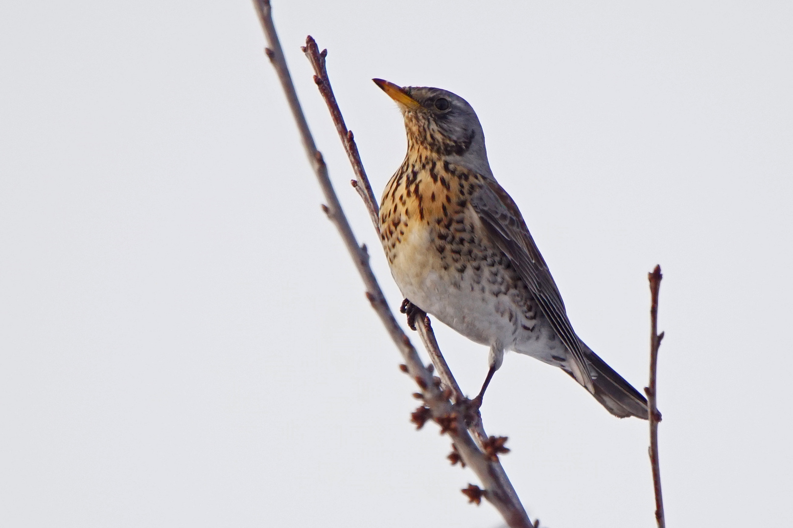 Wacholderdrossel (Turdus pilaris)