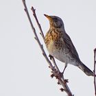 Wacholderdrossel (Turdus pilaris)