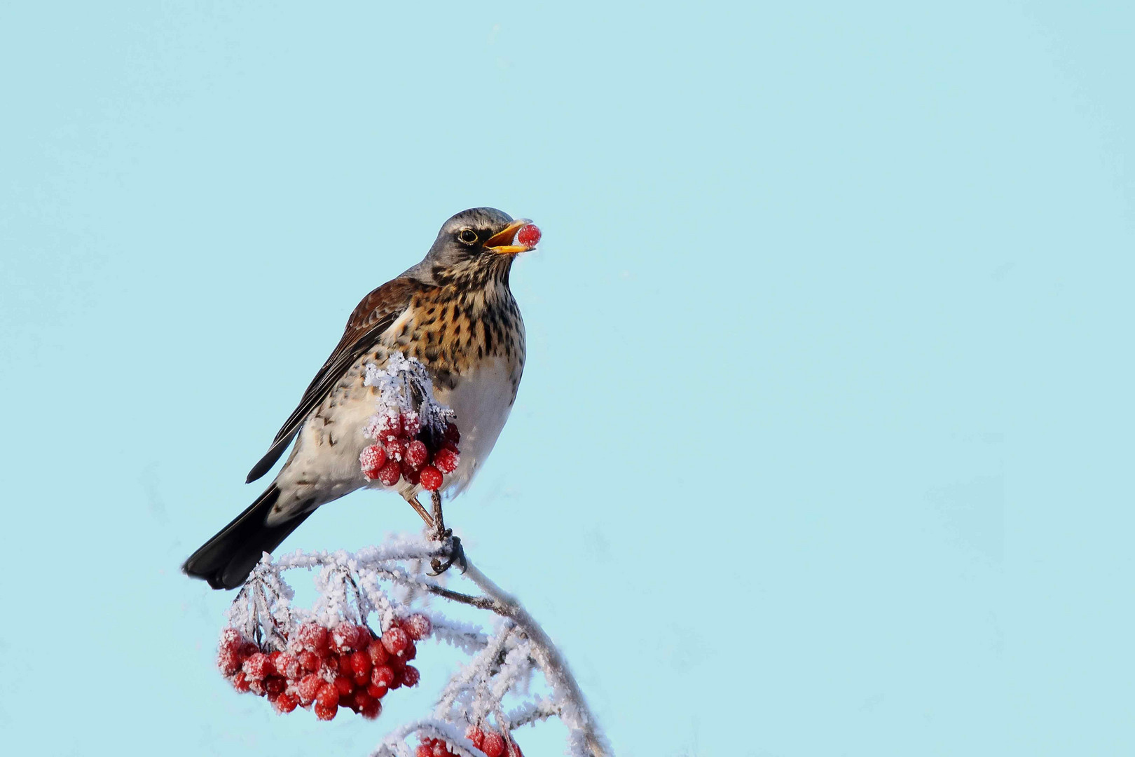 Wacholderdrossel (Turdus pilaris)