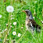 Wacholderdrossel (Turdus pilaris)