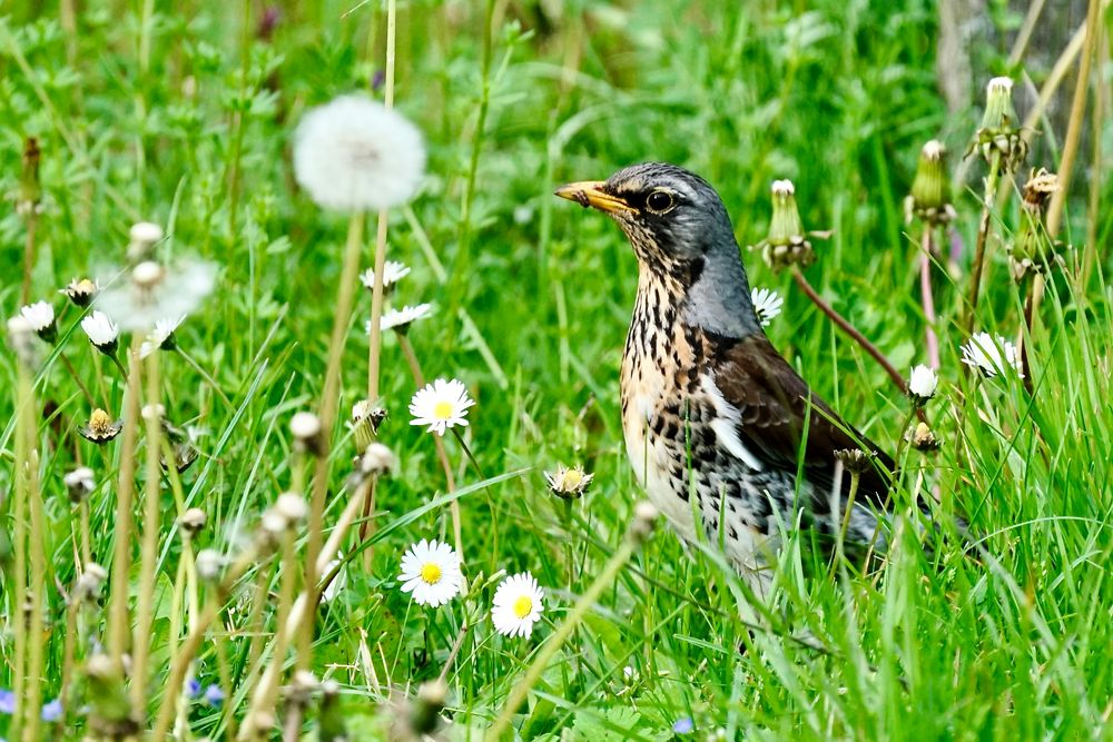 Wacholderdrossel (Turdus pilaris)