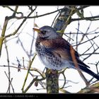 .::.: Wacholderdrossel - Turdus Pilaris :.::.