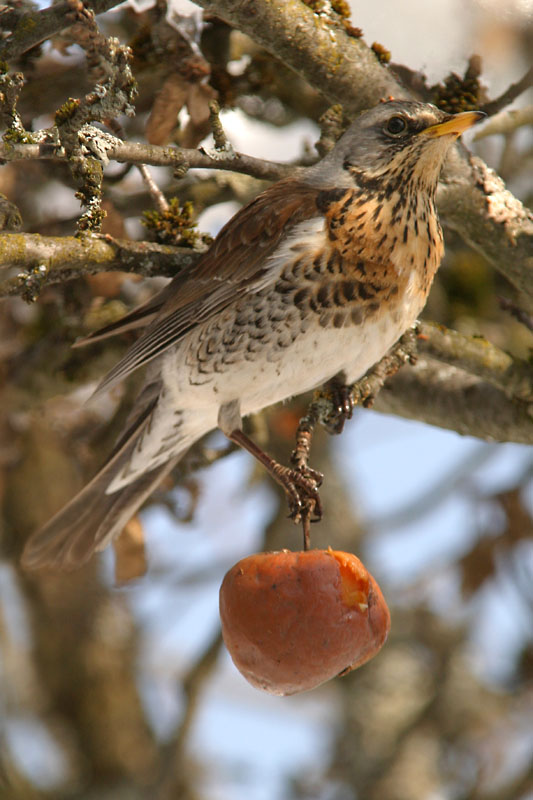 Wacholderdrossel (Turdus pilaris)