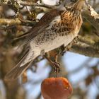 Wacholderdrossel (Turdus pilaris)