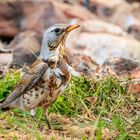 Wacholderdrossel (Turdus pilaris)