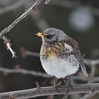 Wacholderdrossel (Turdus pilaris )