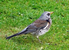 Wacholderdrossel (Turdus pilaris)