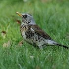 Wacholderdrossel ( Turdus pilaris )