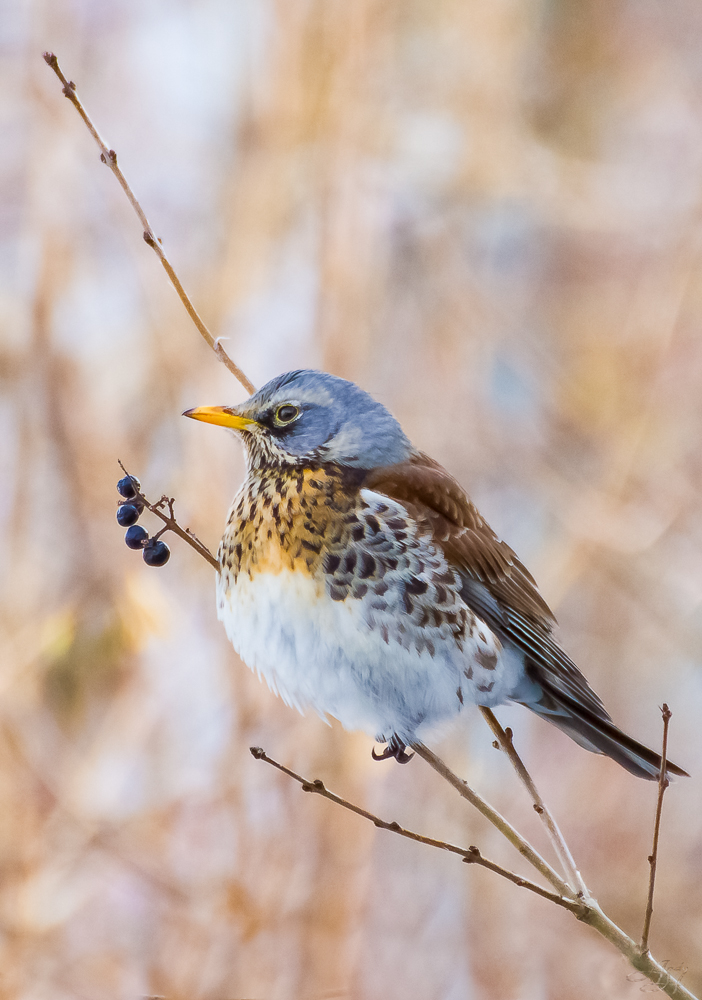 Wacholderdrossel (Turdus pilaris)