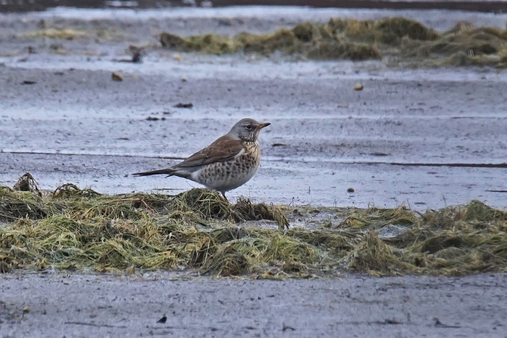 Wacholderdrossel (Turdus pilaris)