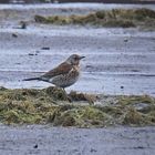 Wacholderdrossel (Turdus pilaris)