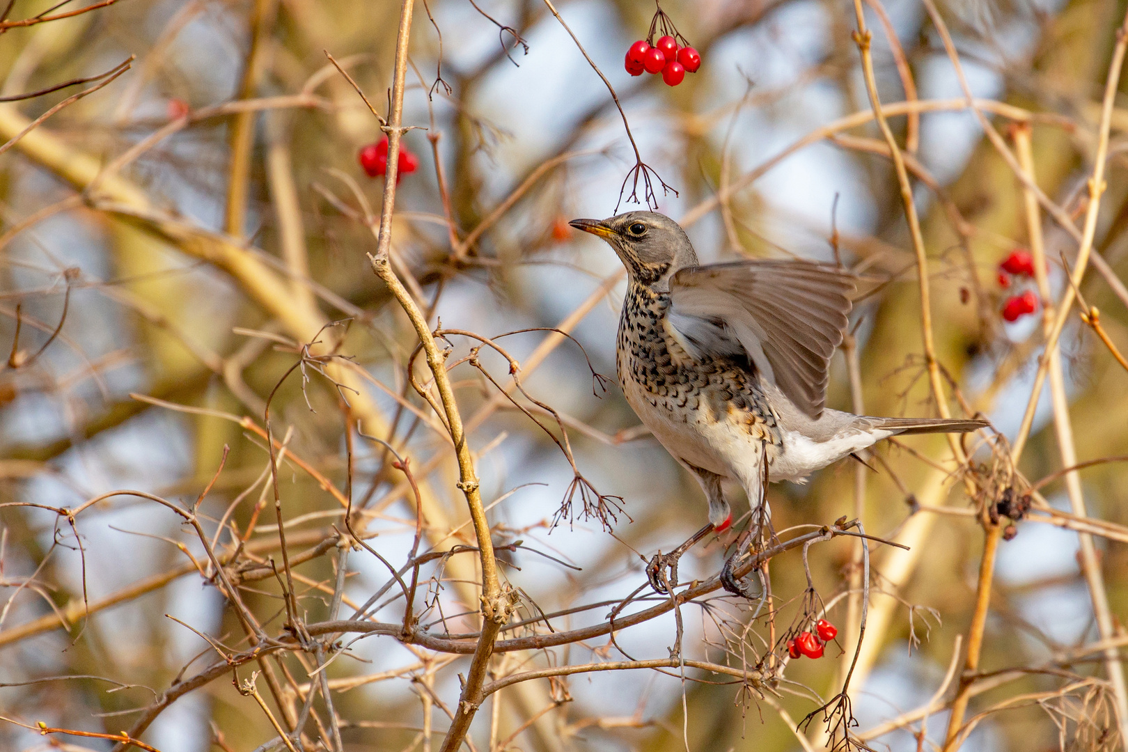 Wacholderdrossel - Turdus pilaris   