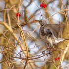 Wacholderdrossel - Turdus pilaris   