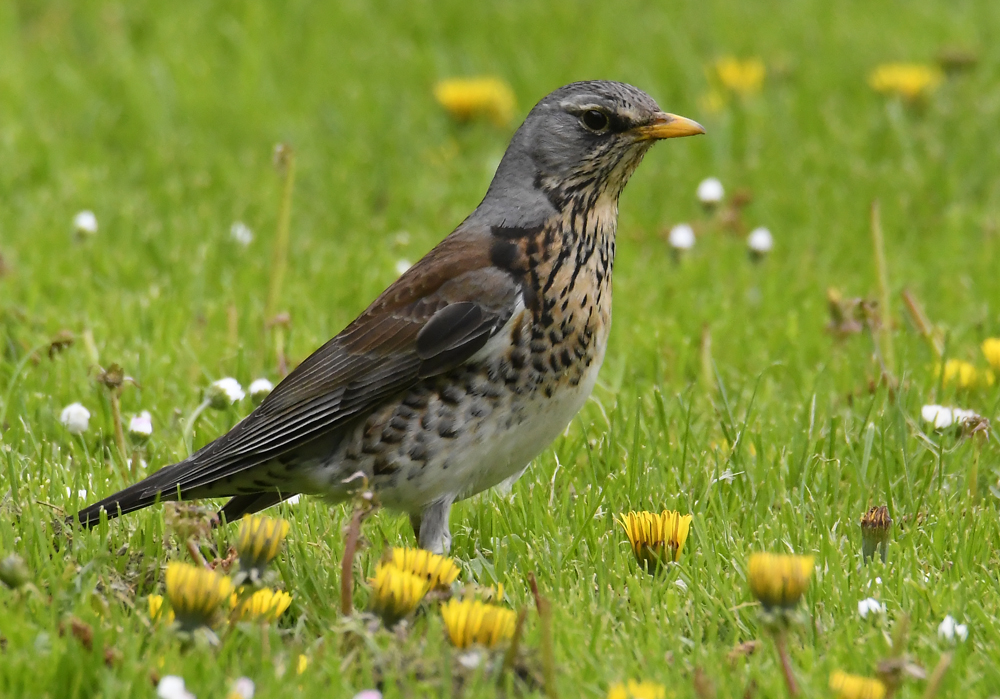 Wacholderdrossel (Turdus Pilaris)