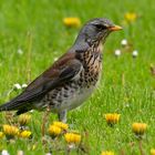 Wacholderdrossel (Turdus Pilaris)