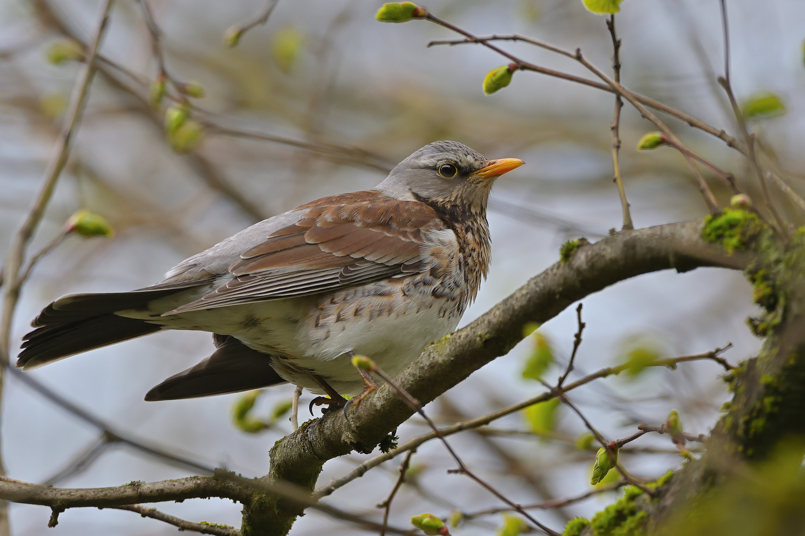 Wacholderdrossel (Turdus pilaris)