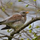 Wacholderdrossel (Turdus pilaris)