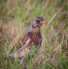 Wacholderdrossel ( Turdus pilaris)