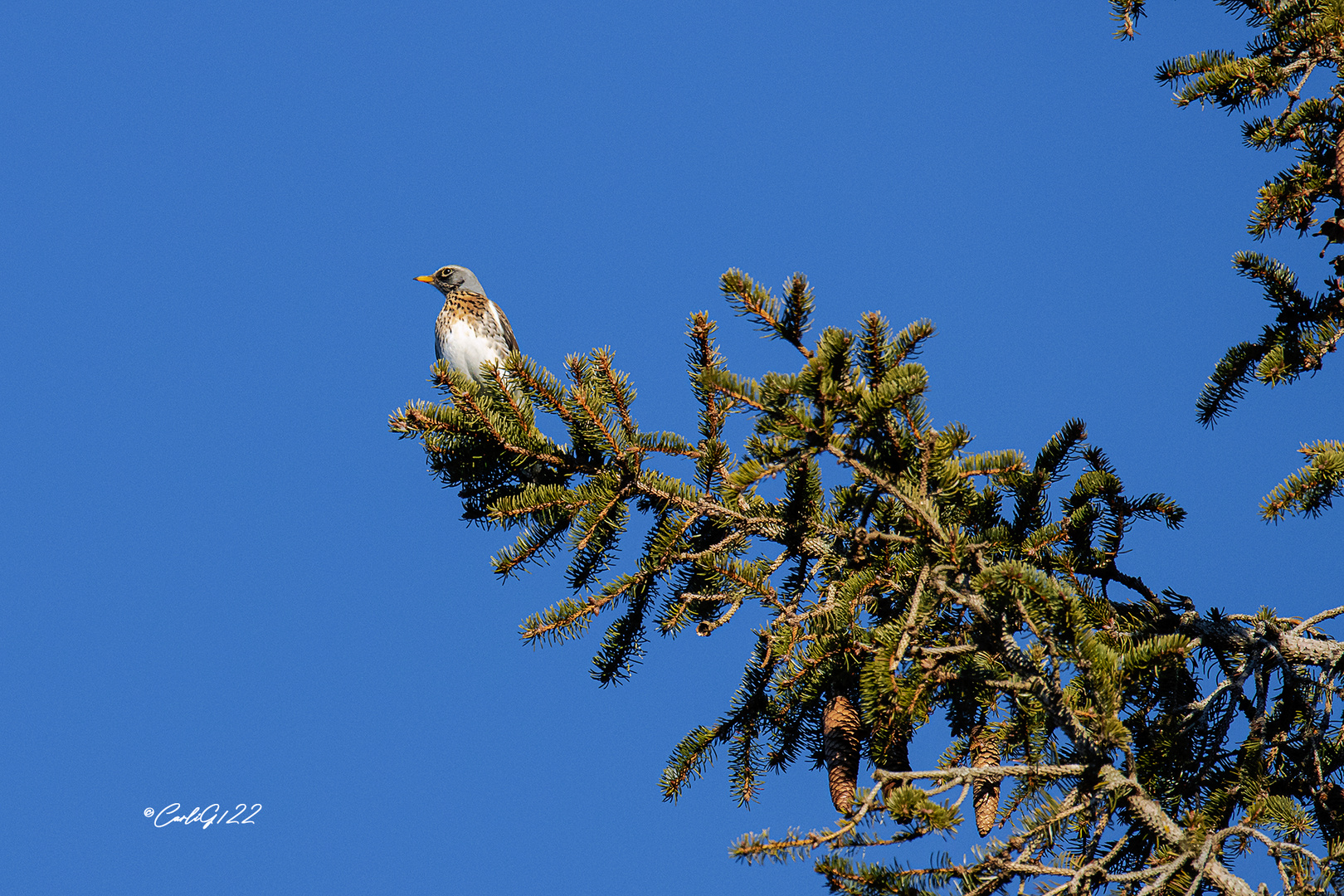 Wacholderdrossel (Turdus pilaris) 