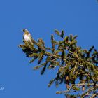 Wacholderdrossel (Turdus pilaris) 