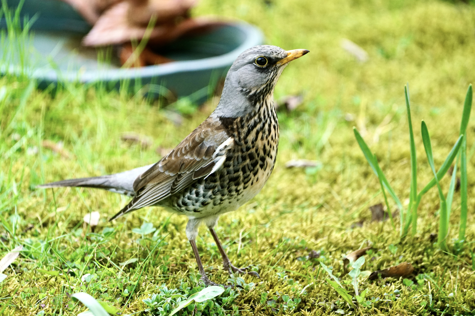 Wacholderdrossel (Turdus pilaris)