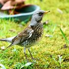 Wacholderdrossel (Turdus pilaris)