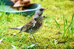 Wacholderdrossel (Turdus pilaris)