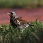 Wacholderdrossel (Turdus pilaris)