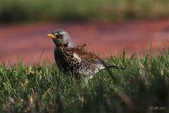 Wacholderdrossel (Turdus pilaris)