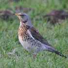 Wacholderdrossel (Turdus pilaris)