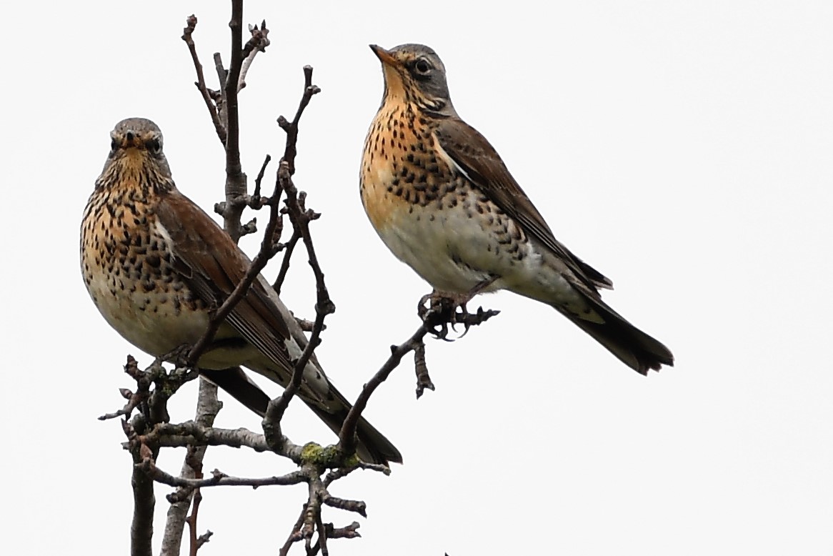 Wacholderdrossel (Turdus pilaris )